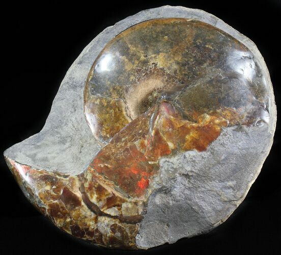 Large Red Iridescent Sphenodiscus Ammonite - #6100